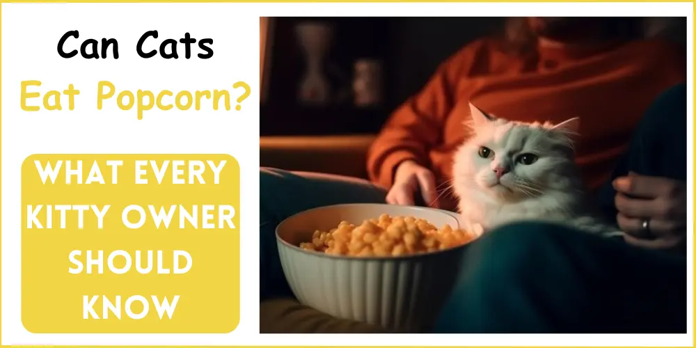 can cats eat popcorn