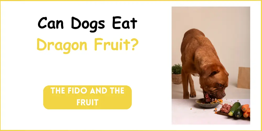 can dogs eat dragon fruit