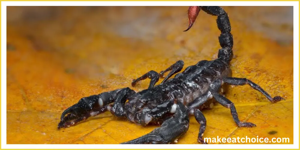 what do scorpions eat